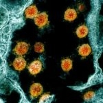 mAb Therapies